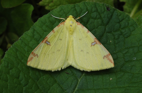 Gelbspanner (Opisthograptis luteolata) - © Leo Kuzmits